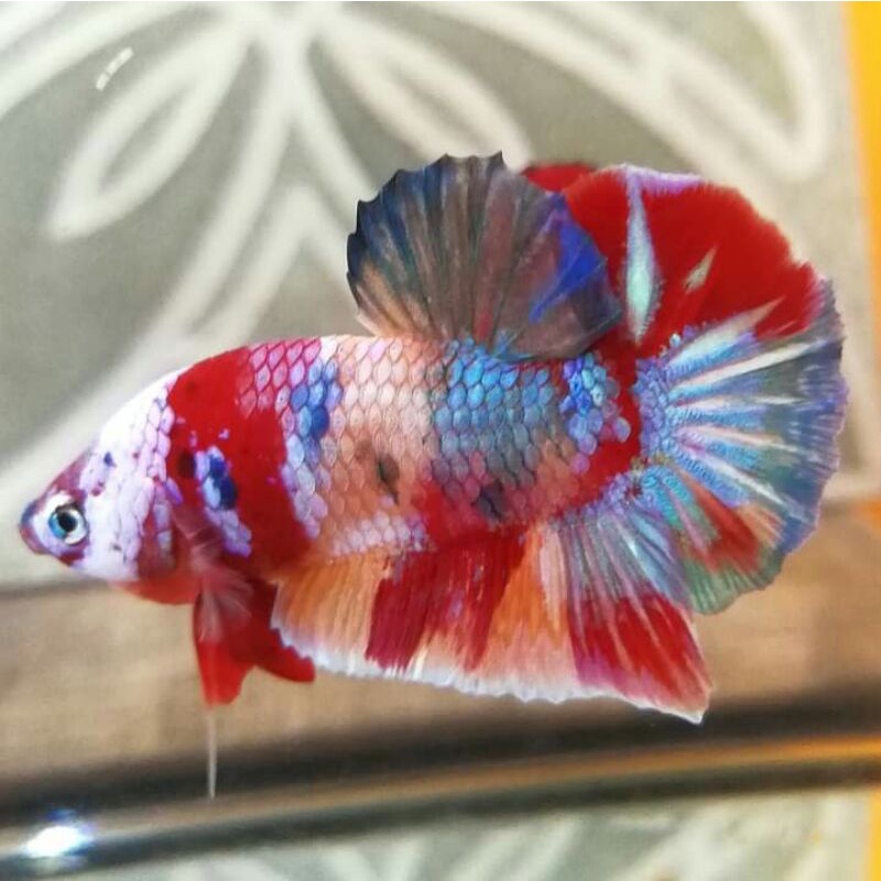 cupang koi nemo emerald candy merah kuning galaxy galaksi galaxi male jantan full block multicolour 