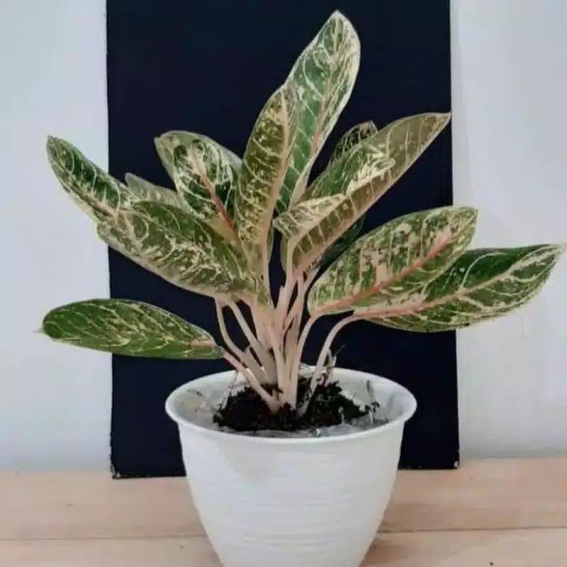 TANAMAN HIAS AGLONEMA DONACARMEN BUNGA AGLO MURAH