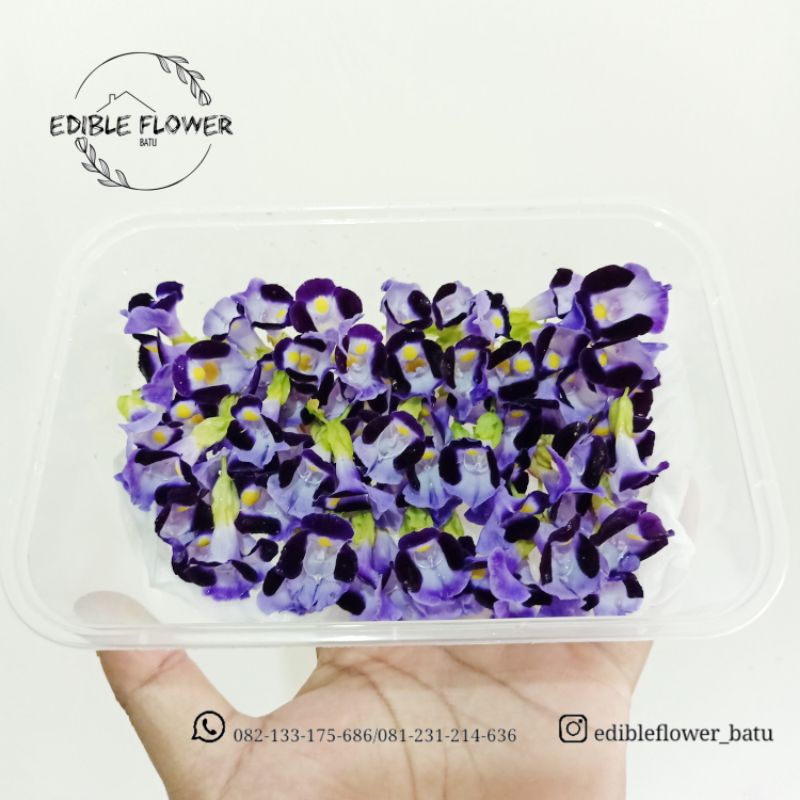 

Edible flower torenia