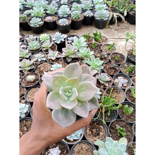 eceveria grapto coklat