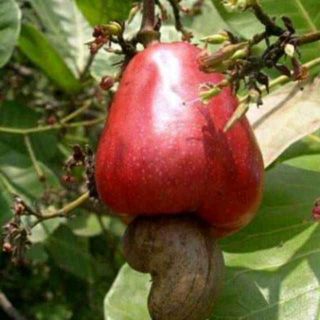 Bibit tanaman pohon buah jambu mete bibit jambu mete taman pohon mete jambu monye