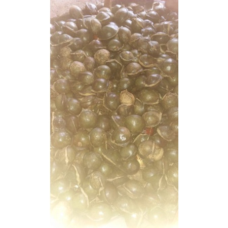 

jengkol tua belum dikupas 1kg
