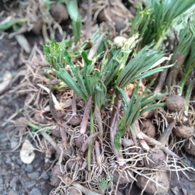 Bibit tunas porang super bijian