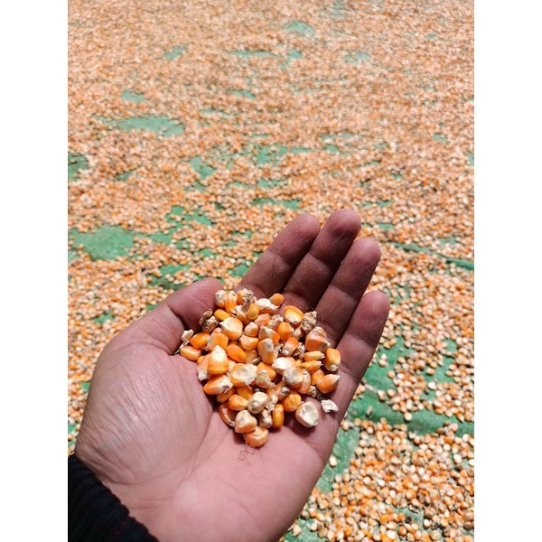 

JAGUNG PIPIL KERING MURAH LANGSUNG DARI PETANI