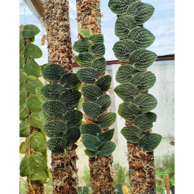 rhapidiphora tenuis silver anakan