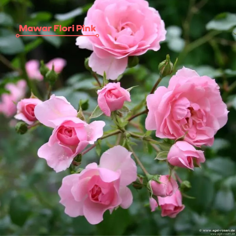 Tanaman Hias Bunga Mawar Floribunda Pink