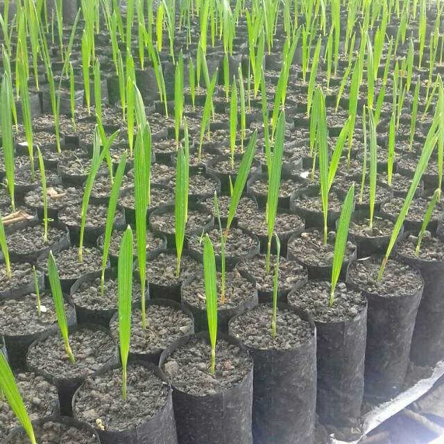 Bibit kurma kl 1 dari thailand