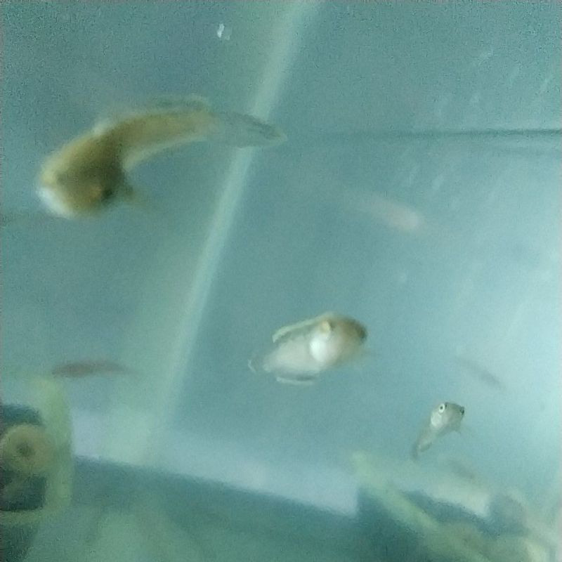 limbata rim tebal grade a -+4.5cm