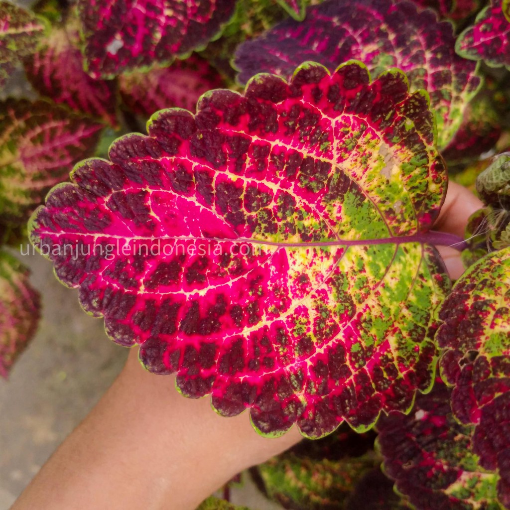 Tanaman Hias Miana Coleus Premium