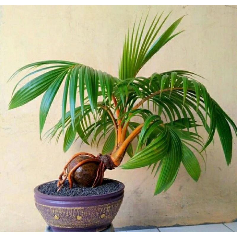 Bonsai Kelapa Jadi