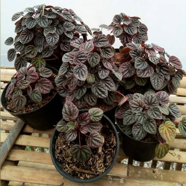 Tanaman Bunga Peperomia Caperata Red Rubby Ripple - Paperomia Merah BERGARANSI