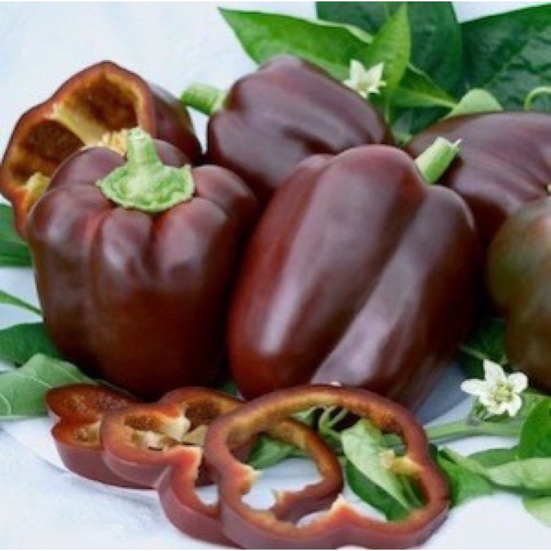 Amefurashi 1 benih / seeds / bibit flower Sweet Pepper Seeds - 'Chocolate Beauty'