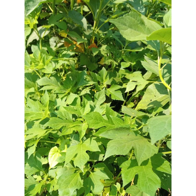 

daun insulin segar