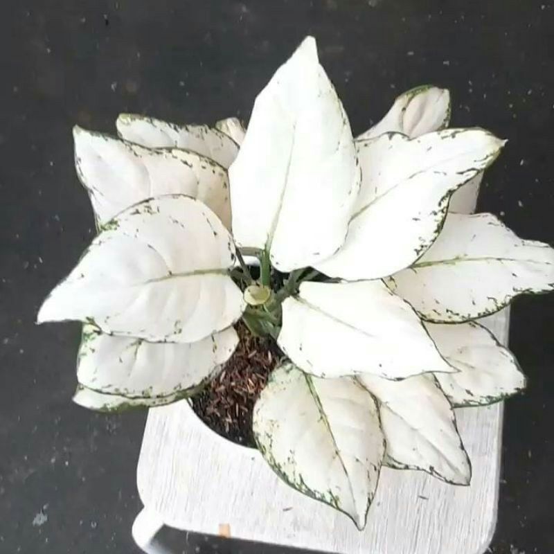 promo aglonema super white remaja/ dewasa