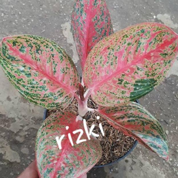 Tanaman Hias Aglonema Widuri Aglonema Shopee Indonesia