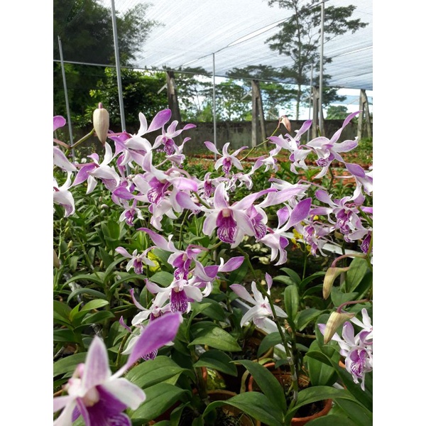 anggrek dendrobium siap berbunga