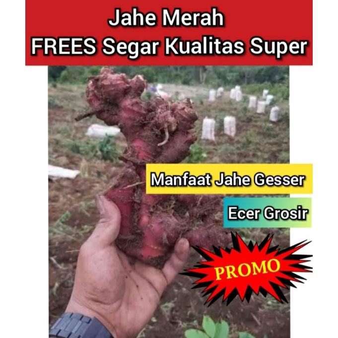 

Jahe merah 1kg segar asli alami organik serbuk tua red ginger original fresh -Murah