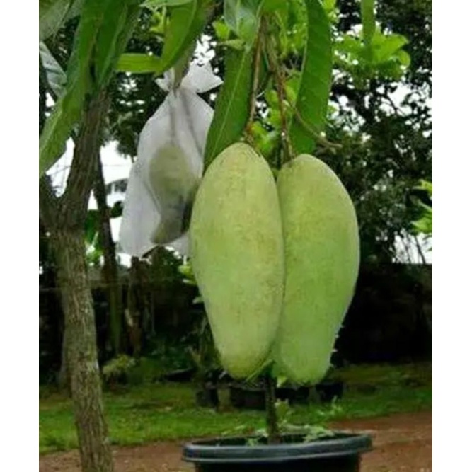 

Buah mangga golek/mangga rujak 1 kg