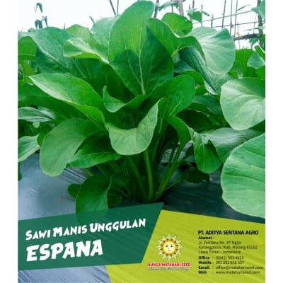 Benih Biji Seed Sawi Manis Unggulan ESPANA 25 GR