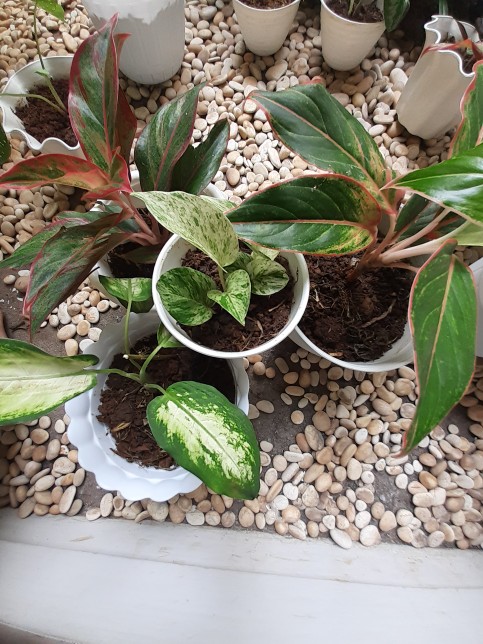 Tanaman Aglaonema Lipstik Pink/ Lipstik Kelasik