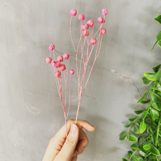 Lino pink preserved, bunga kering