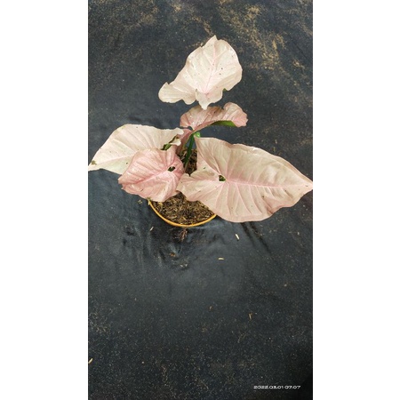 Syngonium Pink Scott