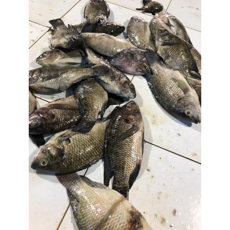 

Ikan mas (500 gr)