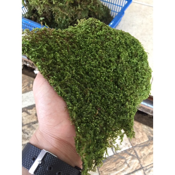 Ekspor [ 1 Kg Moss ] Moss Untuk Aquascape
