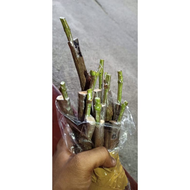 

cutting grafting isi 4