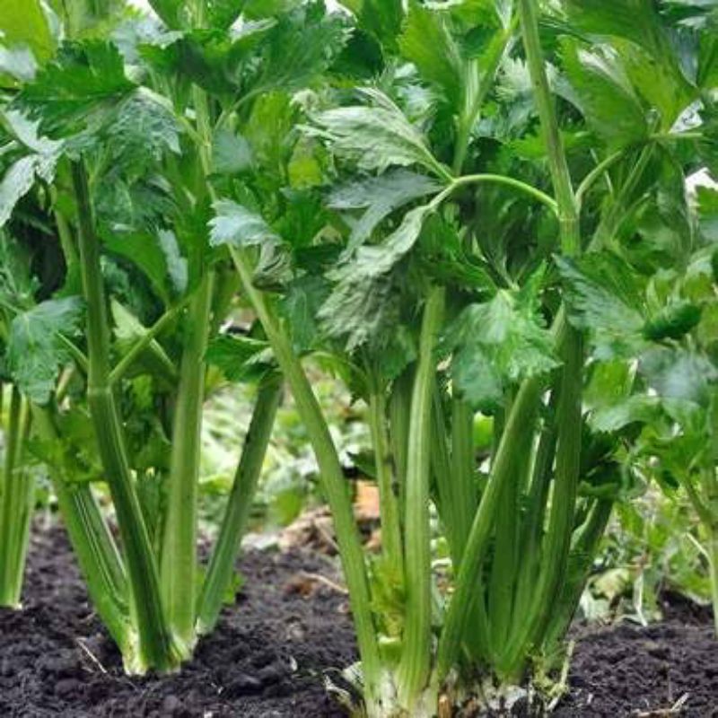 

celery tall utah 52-70