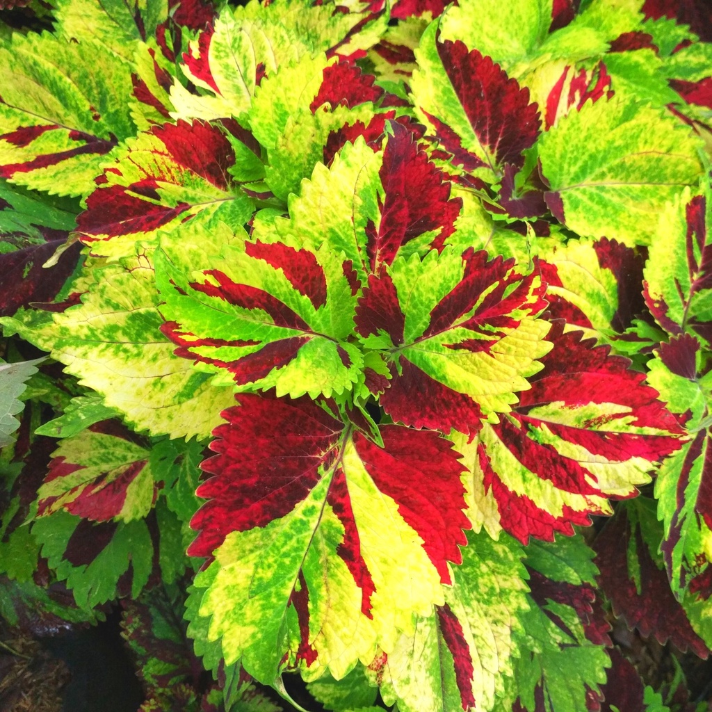 Miana / Jawer Kotok / Iler / Coleus Baru  149