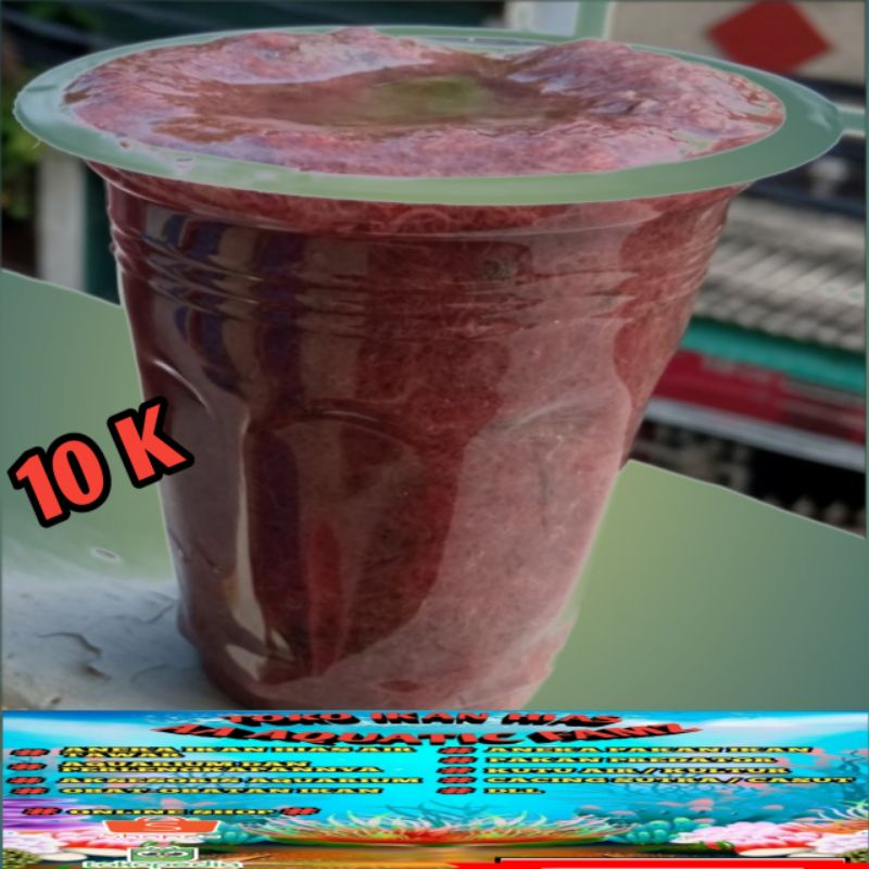 cacing sutra hidup pakan ikan