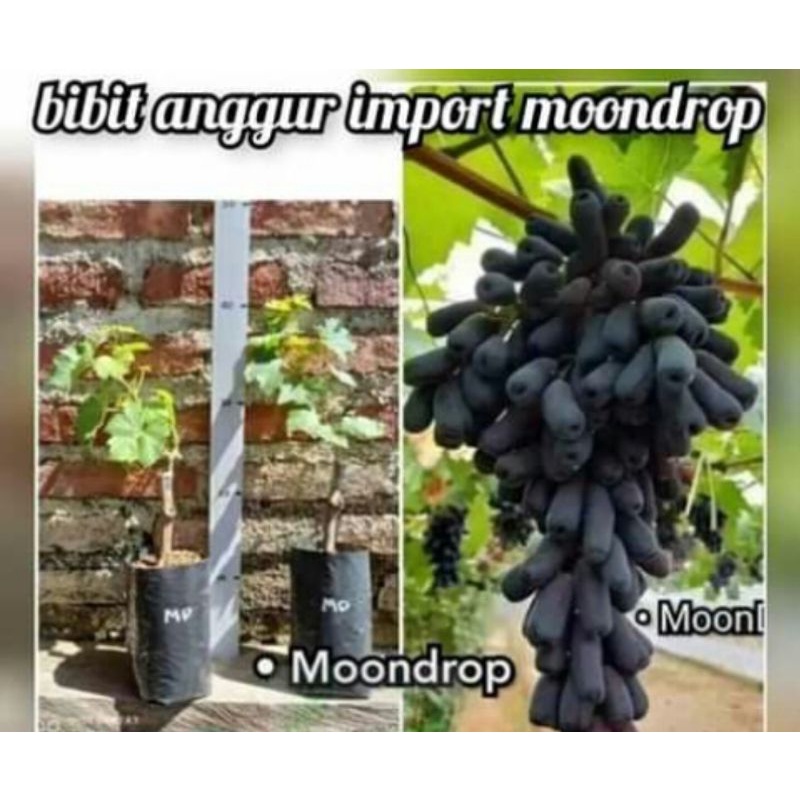 Bibit anggur moondrop