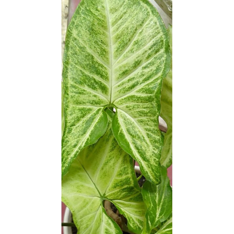 SYNGONIUM HIJAU PUTIH, SYNGONIUM BATIK