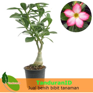 Tanaman Hias Adenium Pink  Shopee Indonesia