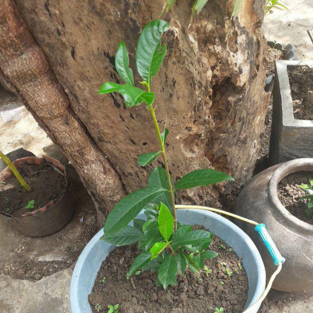 Tanaman Hias Melati - Melati Kaca Piring - Kaca Piring - Gardenia Augusta