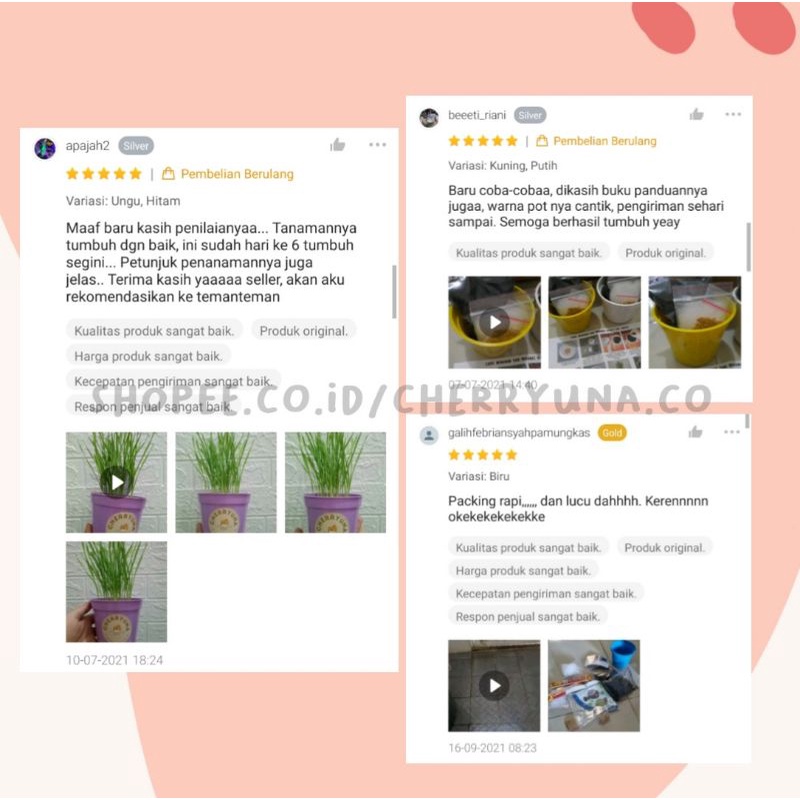 Cat Grass/Tanaman Kucing Paket Lengkap DIY