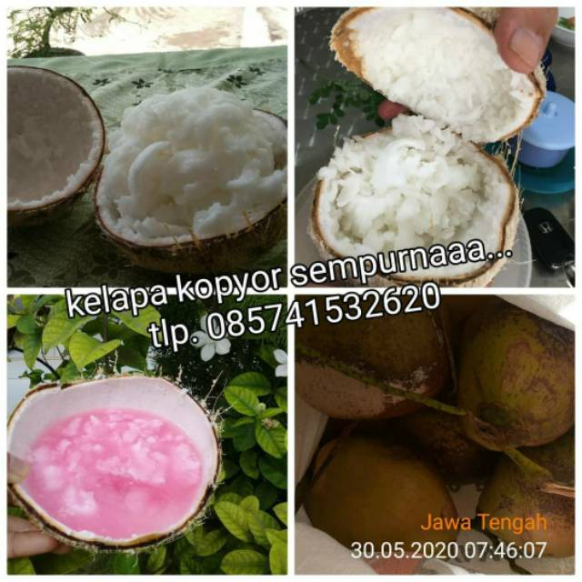 

Kelapa kopyor