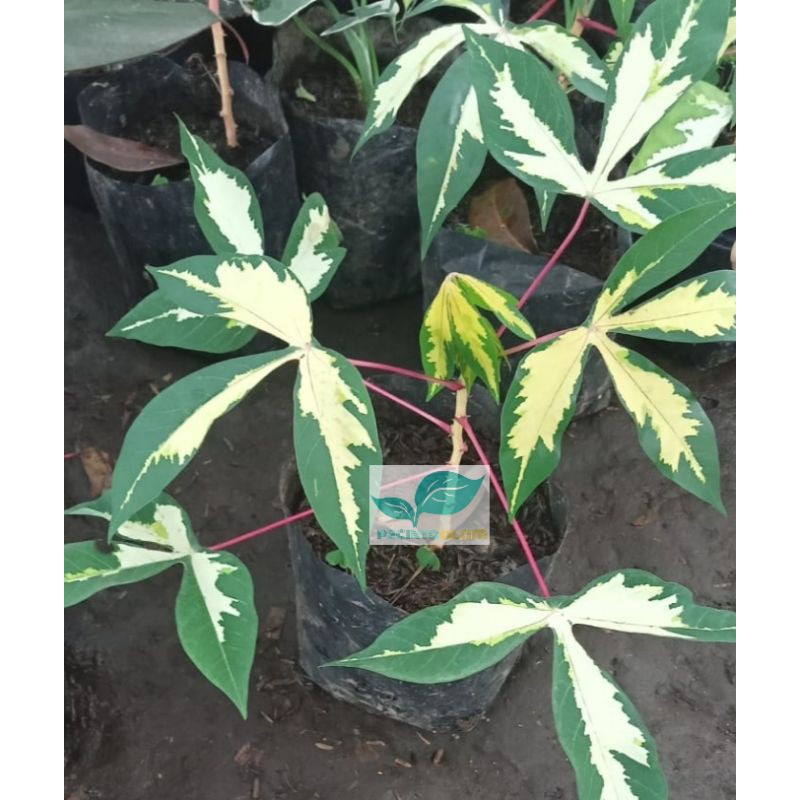 Bibit tanaman hias singkong varigata/Pohon singkong varigata