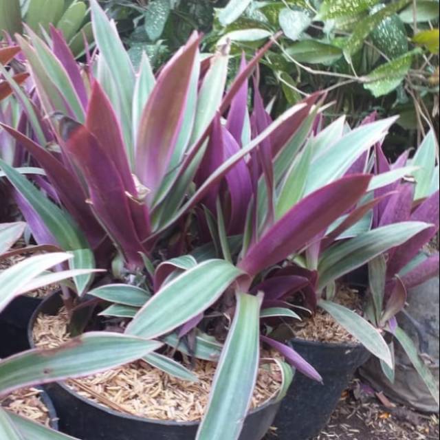 Bunga Adam hawa / benih herbal / hiasan taman