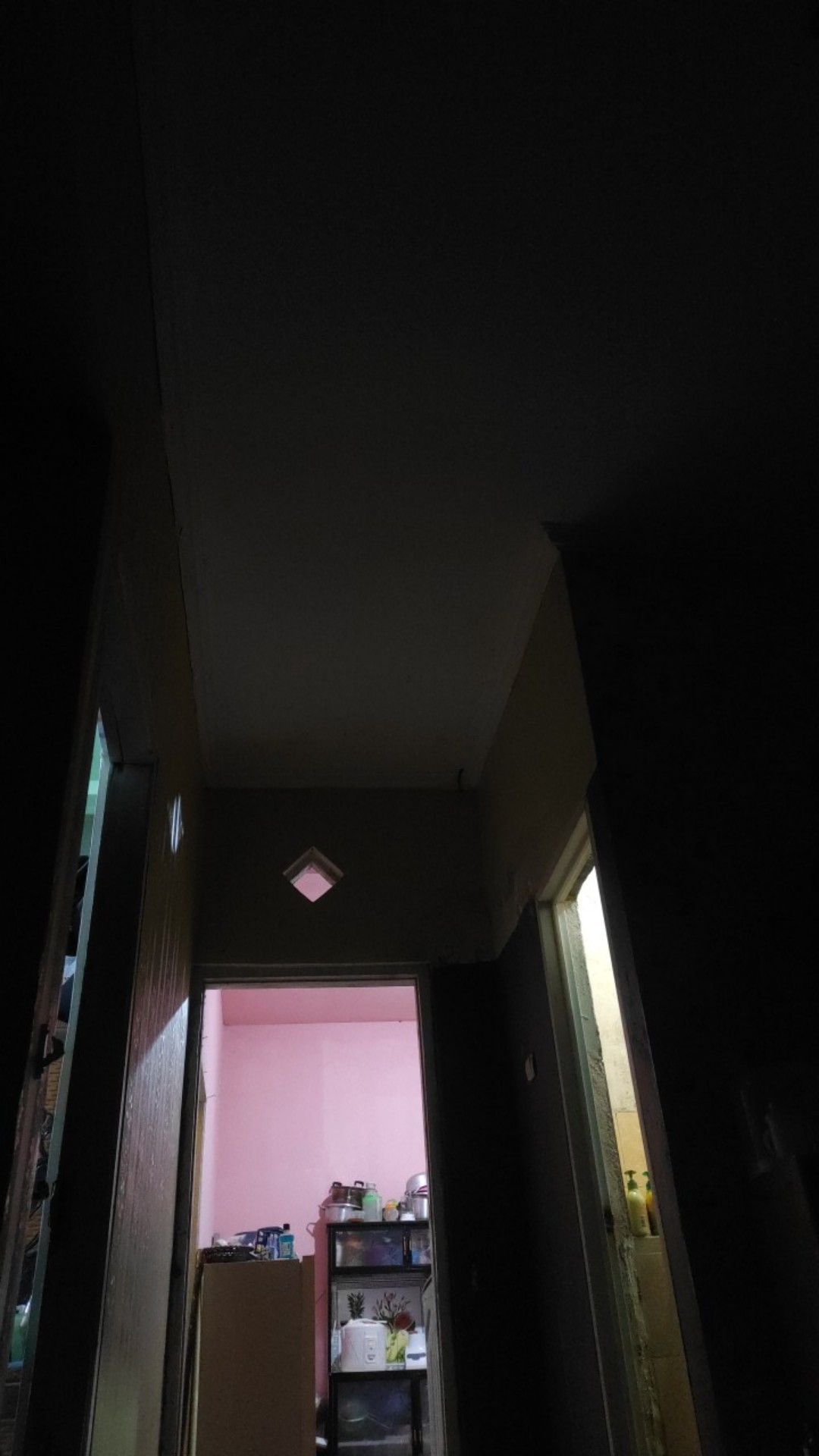 Bibit Anggur Import Ninel (grafting)