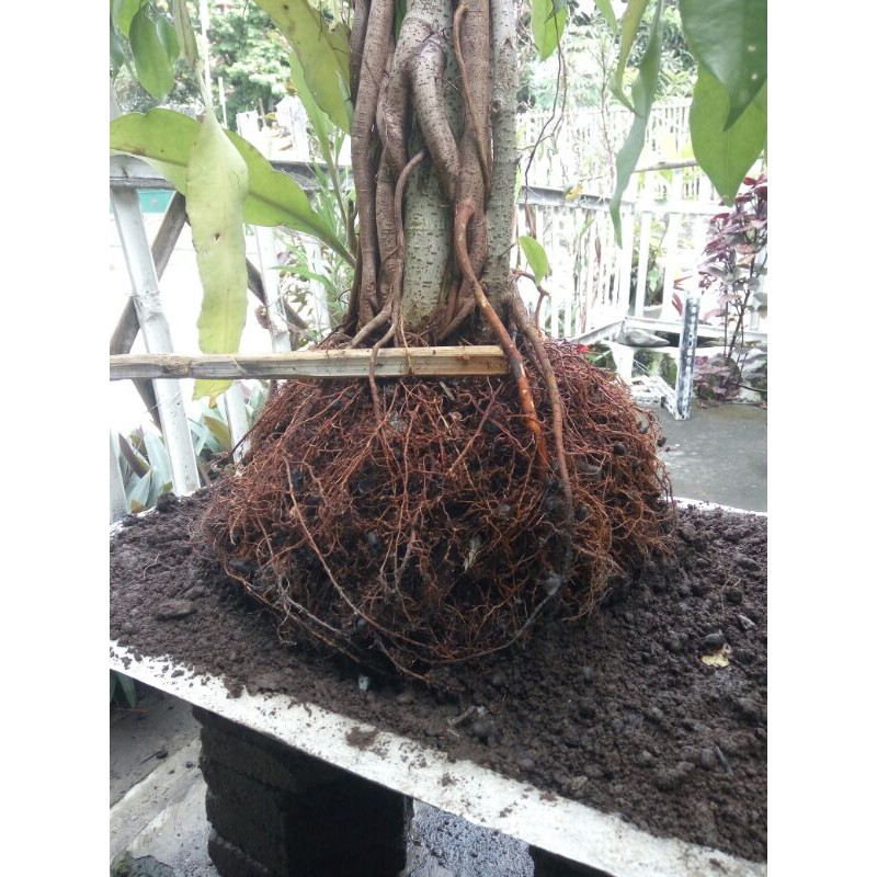 Bahan bonsai  beringin putih