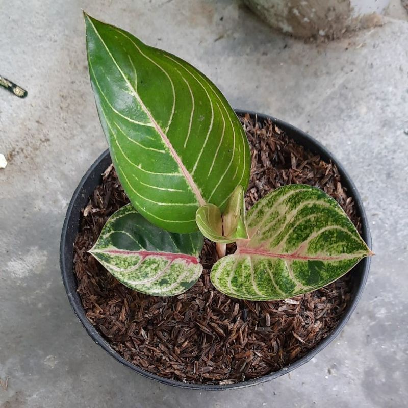 aglonema Moonlight baby//anakan aglonema monlight