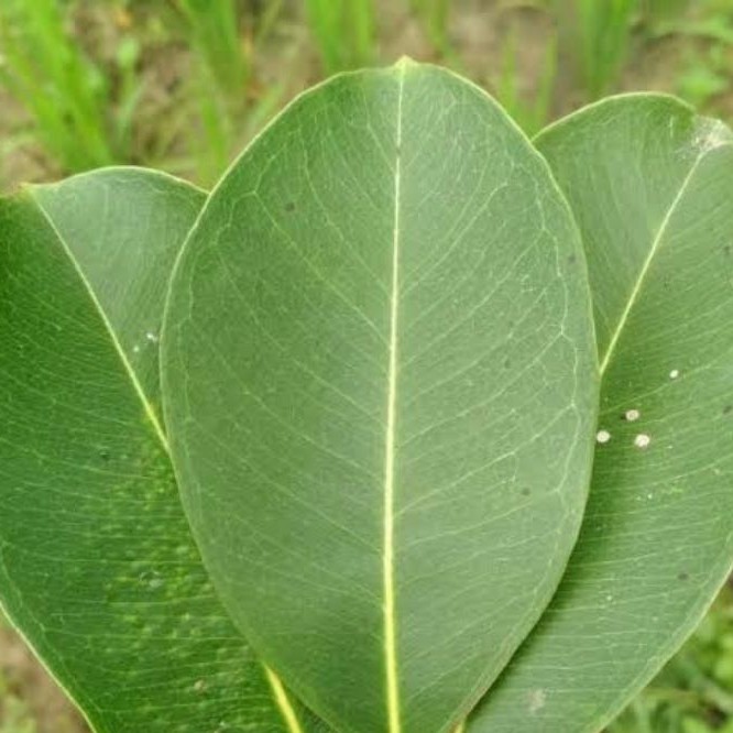 

daun jamblang / duwet segar isi 50 lembar