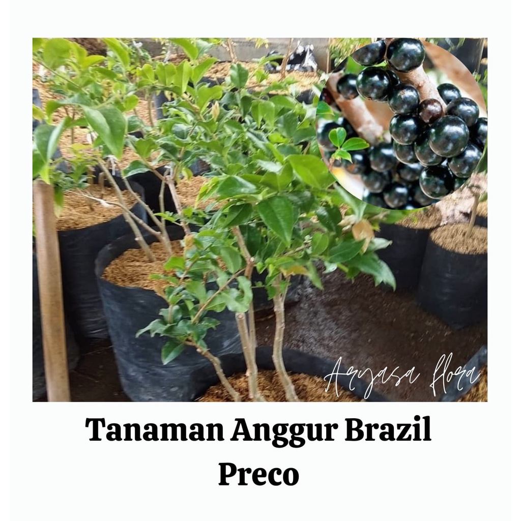 Bibit Anggur Pohon Brazil Preco/Tanaman Anggur Brazil Preco