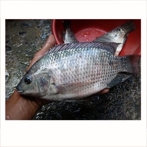 Ikan Online: Tren Baru yang Mengubah Cara Kita Mengonsumsi Ikan Segar
