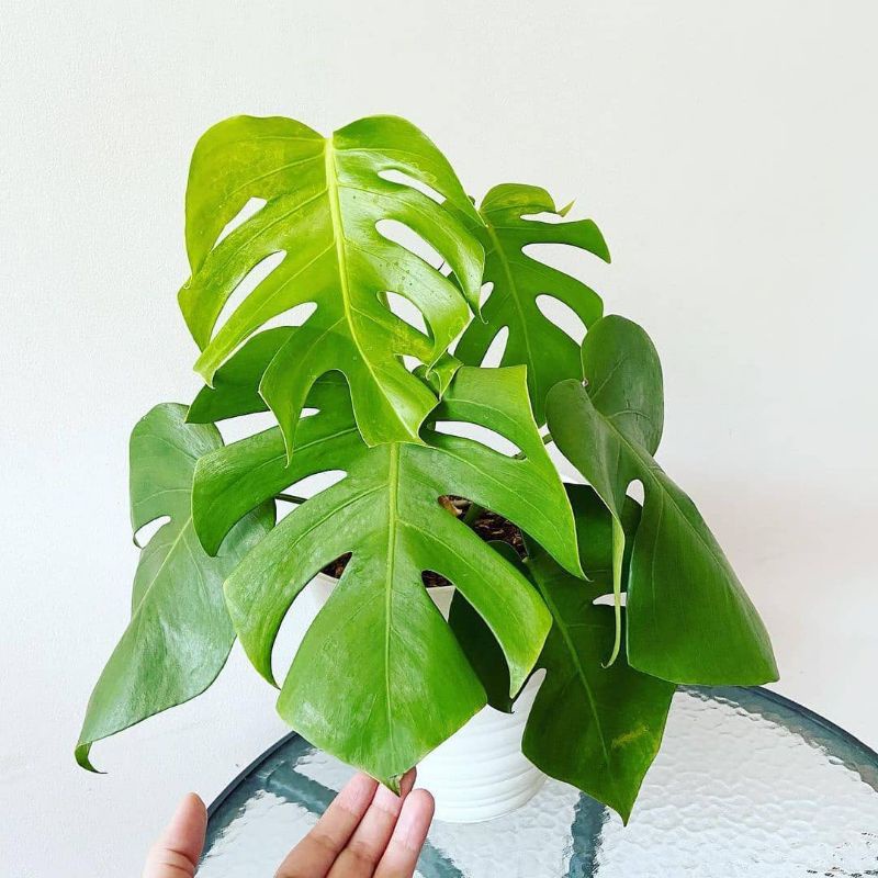 monstera borsigiana