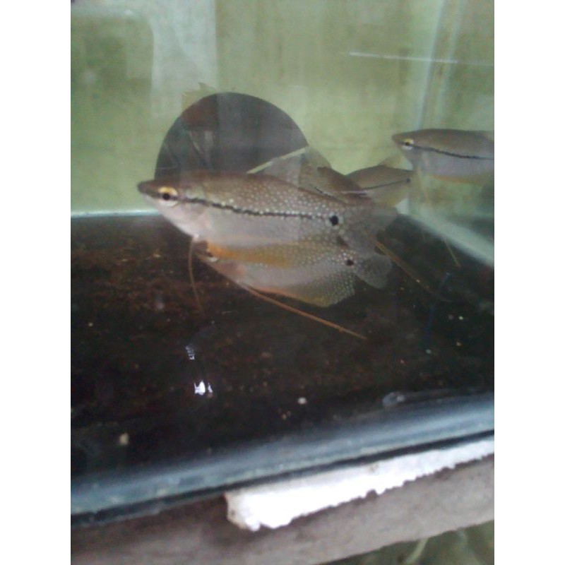 

ikan sepat mutiara