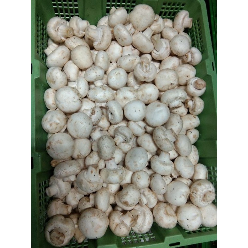 

jamur champignon