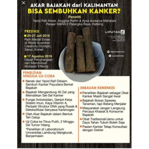 

akar bajakah asli Kalimantan, akar bajakah merah